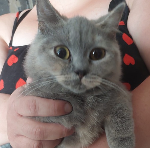 Small grey and cream BSH cat being held to a woman's chest, looking at camera
