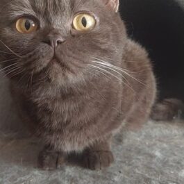Brown BSH cat with yellow eyes looking into camera