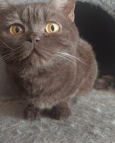 Brown BSH cat with yellow eyes looking into camera