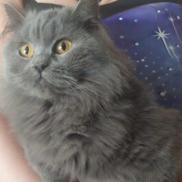 Semi-long haired blue cat with yellow eyes, being held.