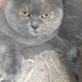 BSH cat with yellow eyes looking at camera.
