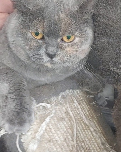 BSH cat with yellow eyes looking at camera.