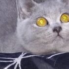 Grey BSH with yellow eyes looking up